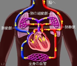 血液循環の図