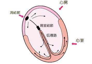 図１：心臓での電気の伝わり方