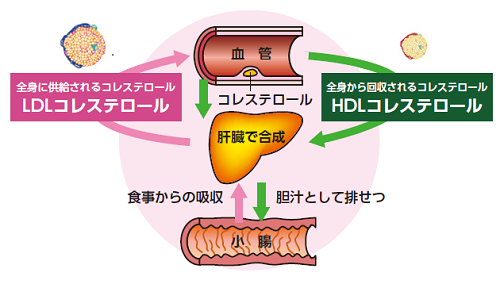 高い 代 ldl 原因 女性 コレステロール だけ 40