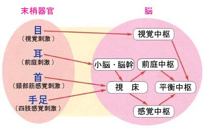 吐き気 目眩 と めまい、頭痛、吐き気・・・小脳梗塞の症状とリハビリについて解説