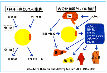 図５：エネルギー庫としての脂肪、内分泌臓器としての脂肪