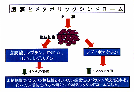 図６：肥満とメタボリックシンドローム