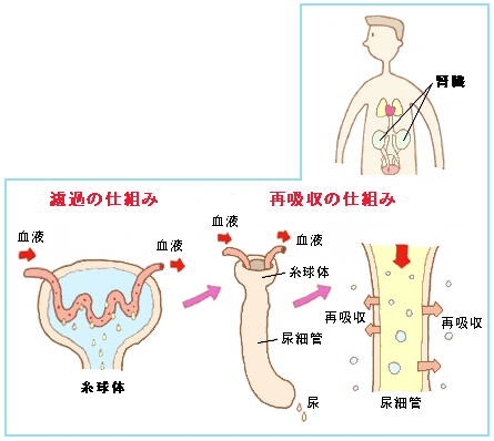 図1:腎臓の仕組み