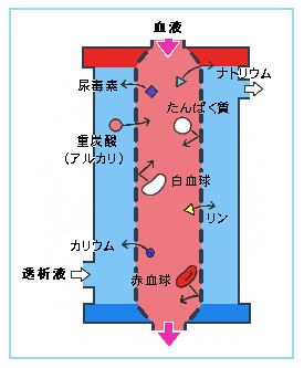 図3:ダイアライザーの仕組み