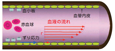 図３　血小板の働きに影響を与える「ずり応力」