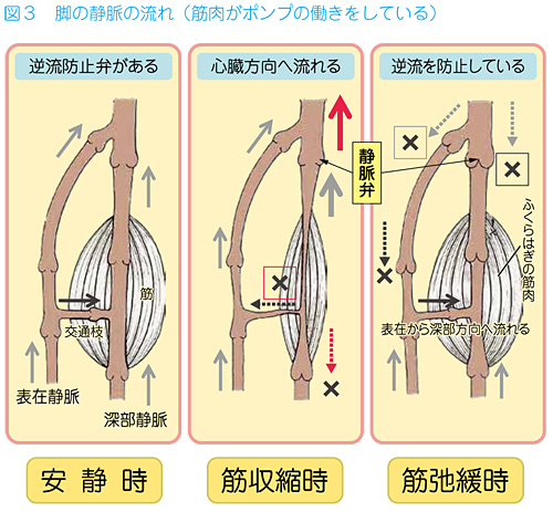 図3 脚の静脈の流れ(筋肉がポンプの働きをしている)