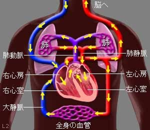 図2 血液循環