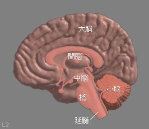 図１ 脳（断面）