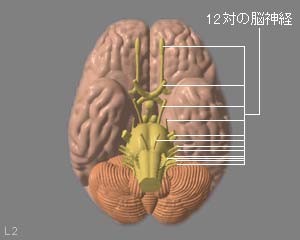 図２ 脳神経（下から見たところ）