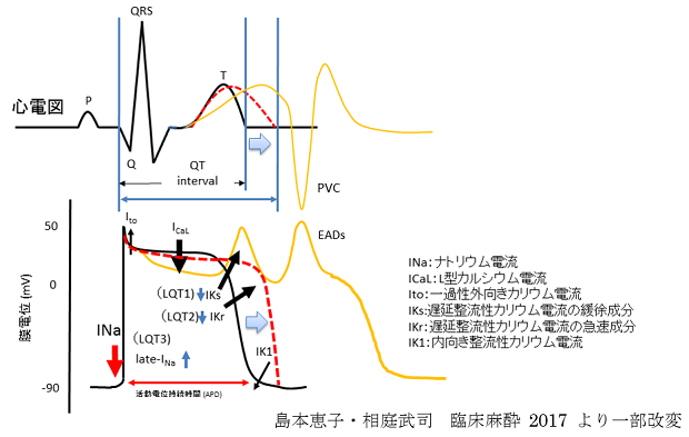図１．心電図QT時間と心筋活動電位持続時間（APD）との関係