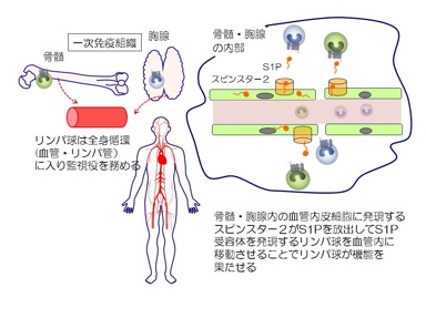 一次免疫組織