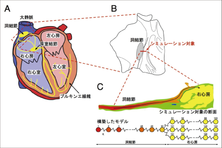 （図1）心臓の構造と洞結節のはたらき
