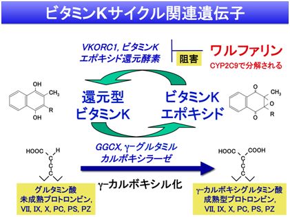 3-2)ビタミンKサイクル関連遺伝子