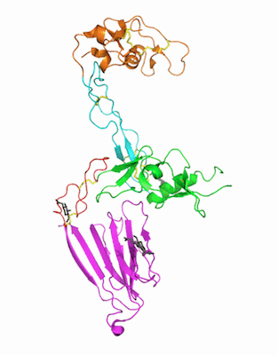 1-1-4）図：ADAMTS13-DTCSの結晶構造[PDB 3GHM]のリボン表示