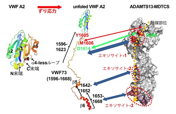 1-1-4）図：ADAMTS13-MDTCSとVWF A2ドメインの相互作用モデル