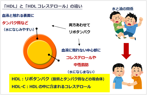 脂肪 低い 性 中