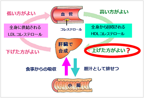 Ldl コレステロール 低い