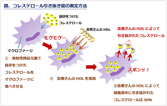 善玉 コレステロール 増やす