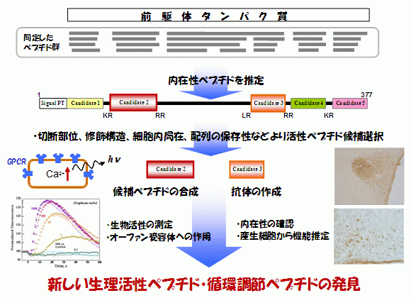 (A)図1.新しい生理活性ペプチドの探索手順