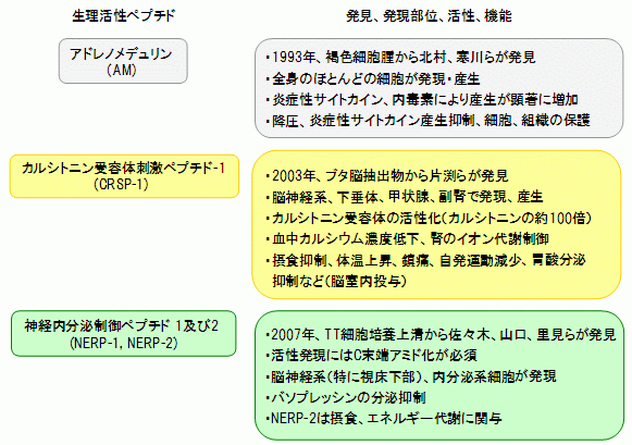 (B)図2.生理活性ペプチドの発見、発現部位、活性、機能