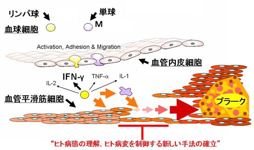 (E)図1:ヒト循環器系疾患の発症進展メカニズムの理解と新規治療手法の探索