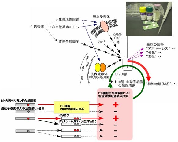 (E)図2:ヒト循環器系疾患の克服を目指した新規分子機構の解明と応用