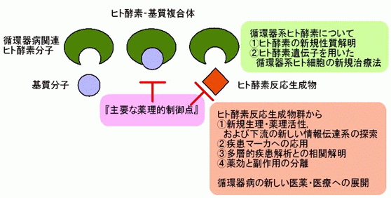 (F)図3:循環器病におけるヒト酵素‐基質系の研究と方針