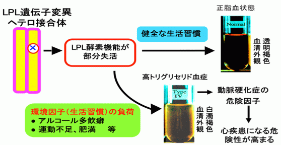 (I)図1.LPL遺伝子変異ヘテロ接合体の表現型における環境因子の関わり