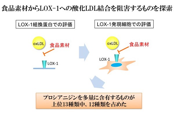 食品素材からLOX-1への酸化LDL結合を阻害するものを探索