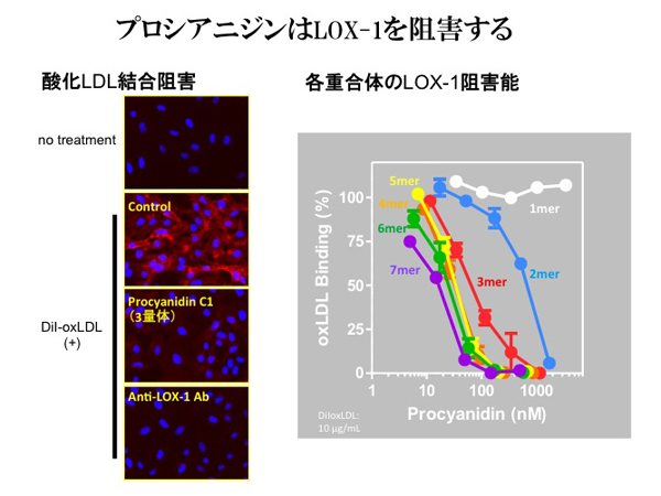 プロシアニジンはLOX-1を阻害する