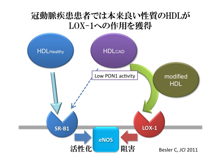 冠動脈疾患患者では本来良い性質のHDLがLOX-1への作用を獲得