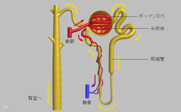 腎不全 病気について 循環器病について知る 患者の皆様へ 国立循環器病研究センター 病院