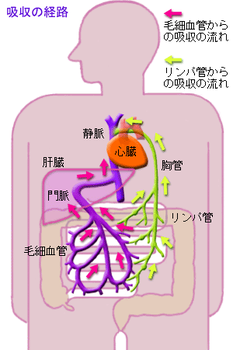 吸収の経路の模式図