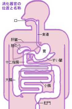 消化器官の位置と名称の模式図