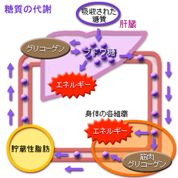 糖質の代謝の模式図