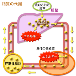 脂質の代謝の模式図