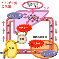 たんぱく質の代謝の模式図