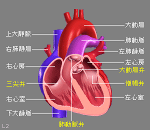 心臓の断面図（４つの部屋と４つ弁がみえる）