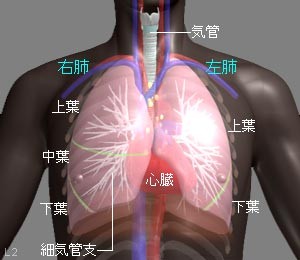 人の胸部にある心臓と肺の位置と形の図