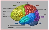 脳のしくみと働きの図