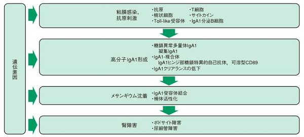 病態(仮説)(IgA腎症診療ガイドライン2014)