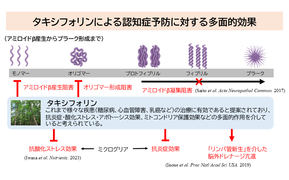 タキシフォリンによる認知症予防に対する多面的効果