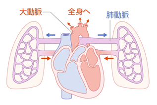 肺循環の図