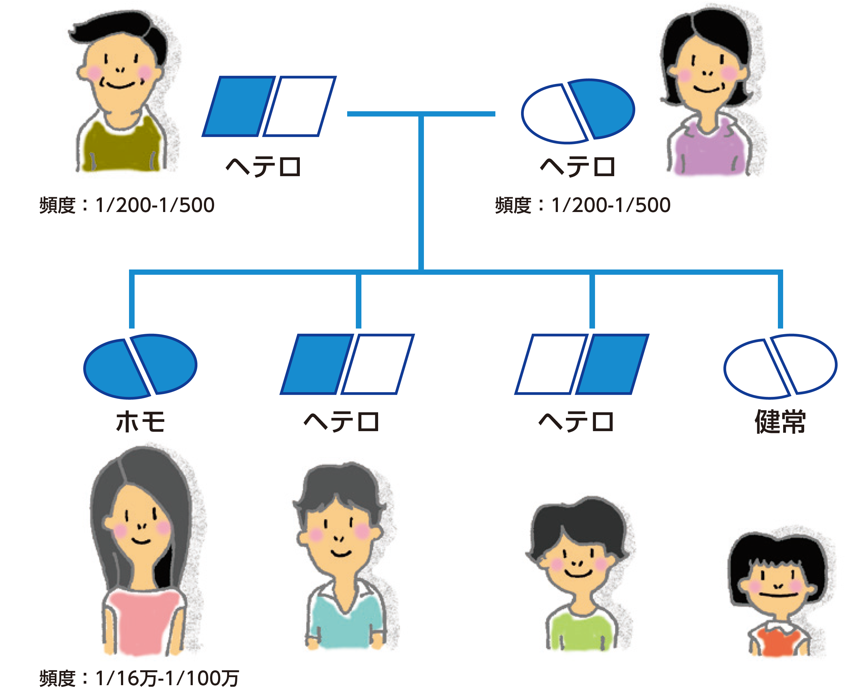 家族性高コレステロール血症 （Familial Hypercholesterolemia:  FH）について｜ゲノム医療支援部｜ゲノム医療部門｜診療科・部門のご案内｜国立循環器病研究センター 病院