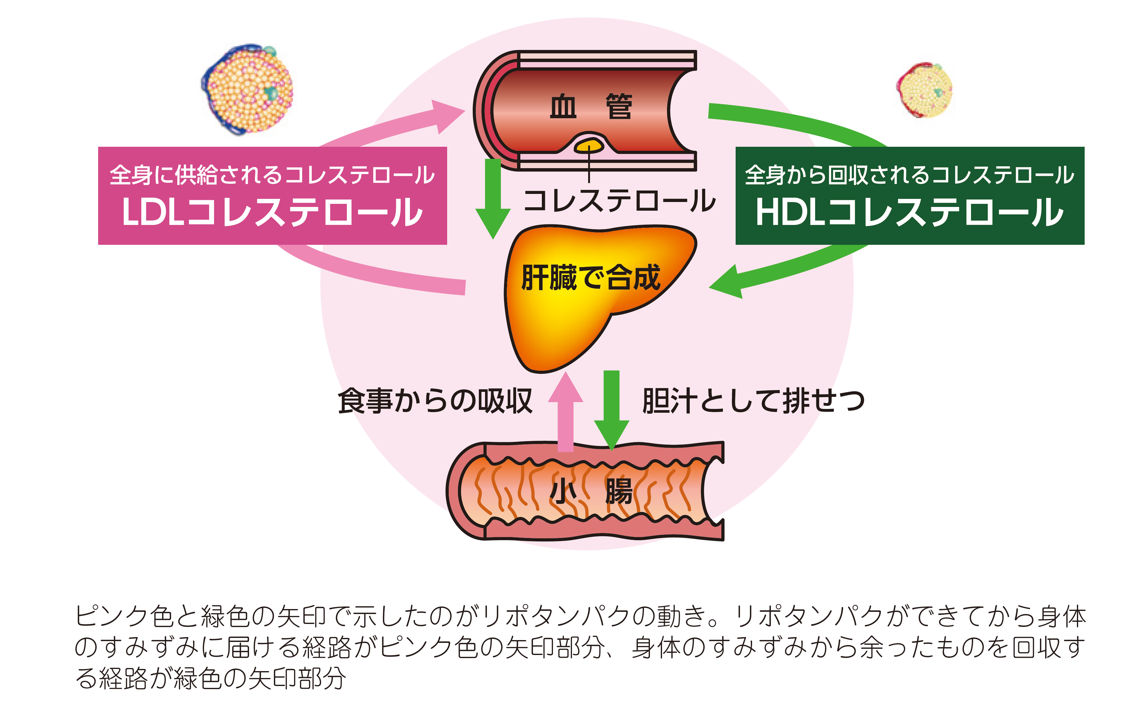 LDLコレステロールとは何ですか?