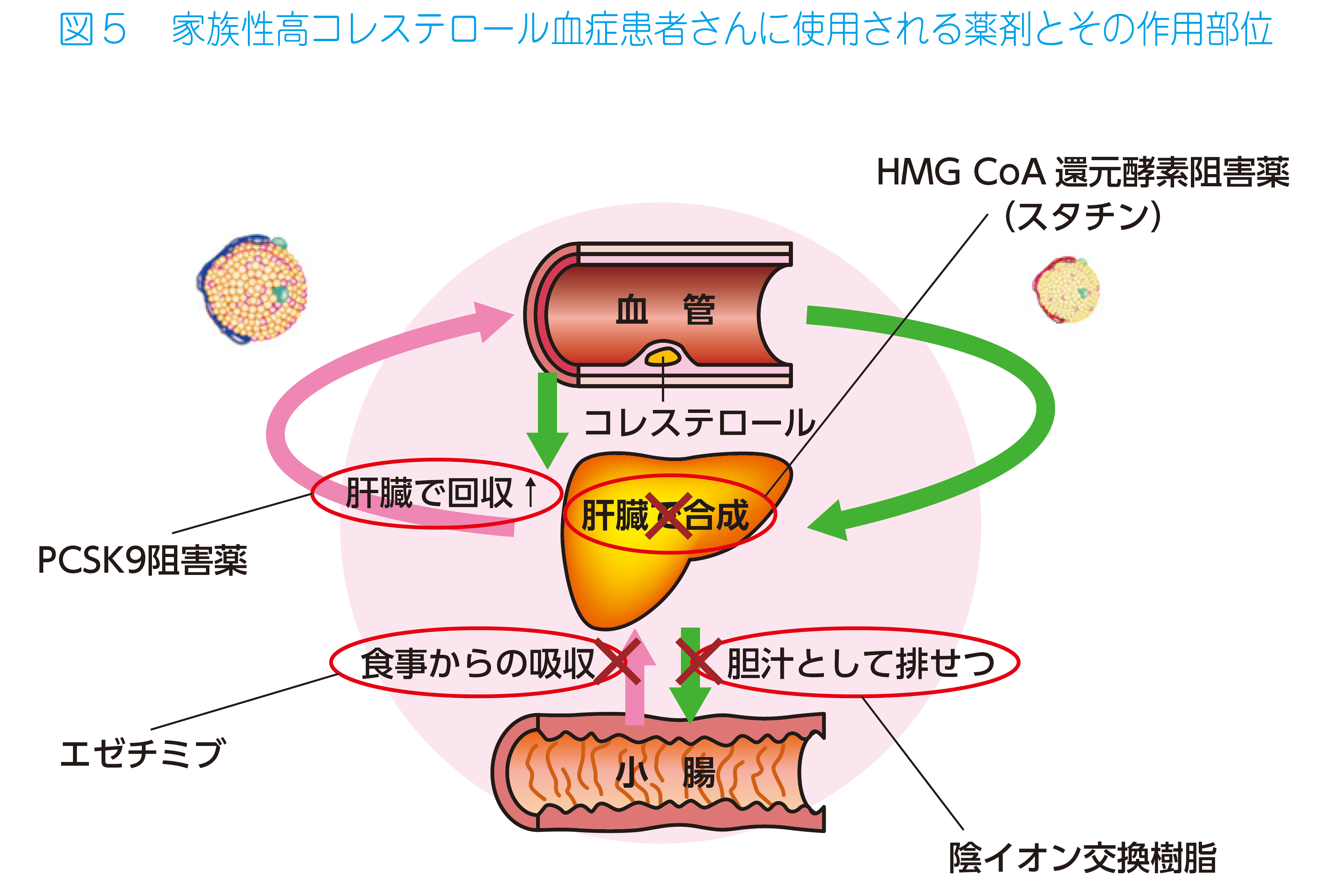 家族性高コレステロール血症 （Familial Hypercholesterolemia:  FH）について｜ゲノム医療支援部｜ゲノム医療部門｜診療科・部門のご案内｜国立循環器病研究センター 病院