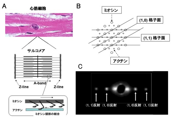 図３　心筋収縮タンパク質分子の六角格子状配列とそのＸ線回折像