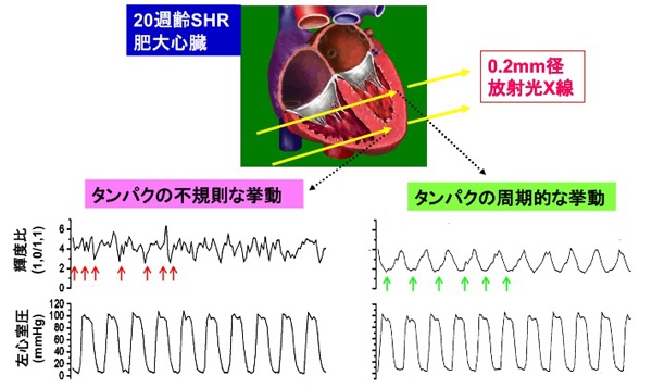 図４　自然発症高血圧ラット（SHR）の肥大心臓から10心拍に渡って記録した輝度比と左心室圧の変化