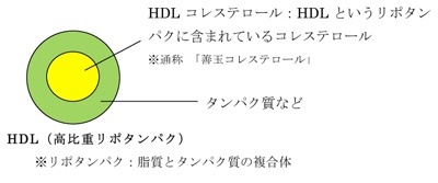 HDLコレステロール：HDLというリポタンパクに含まれているコレステロール