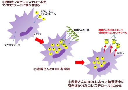 コレステロール引き抜き能の測定方法